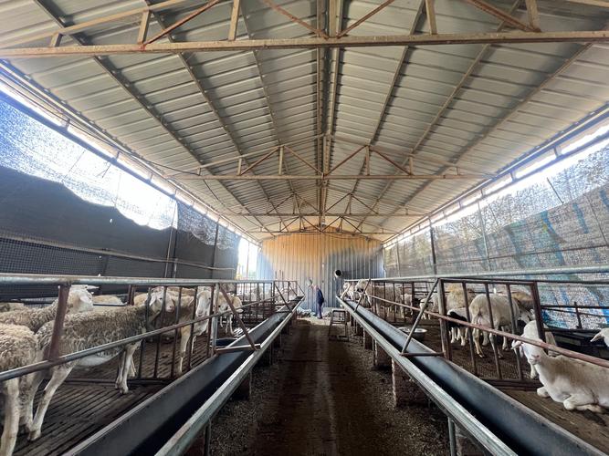 绵羊养殖技术经验视频-图2 绵羊养殖技术经验视频-图2