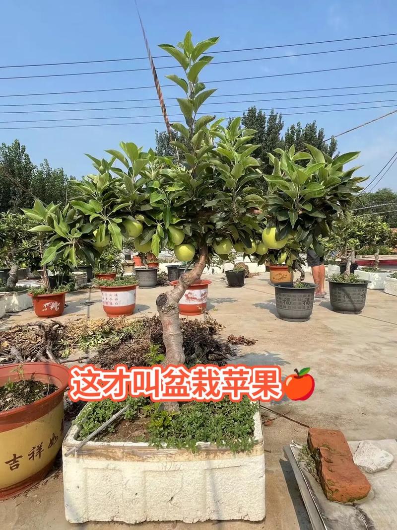 苹果盆景怎么种？视频教你技巧！-图2