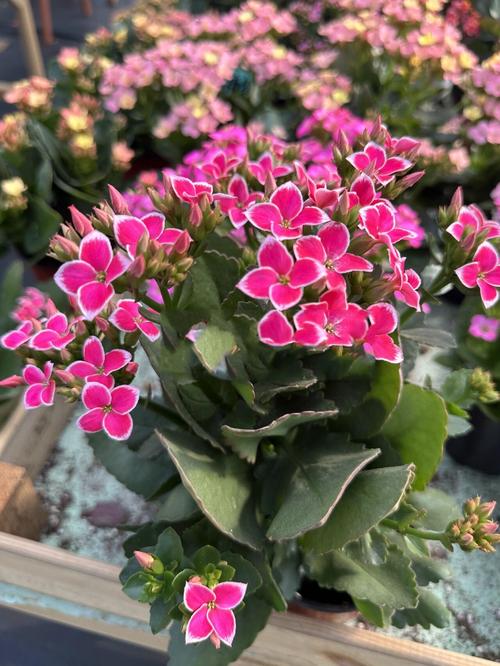 单层长寿花品种到底有多少种?-图1 单层长寿花品种到底有多少种?-图1