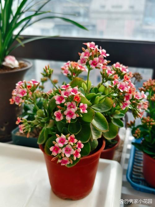 单层长寿花品种到底有多少种?-图2 单层长寿花品种到底有多少种?-图2