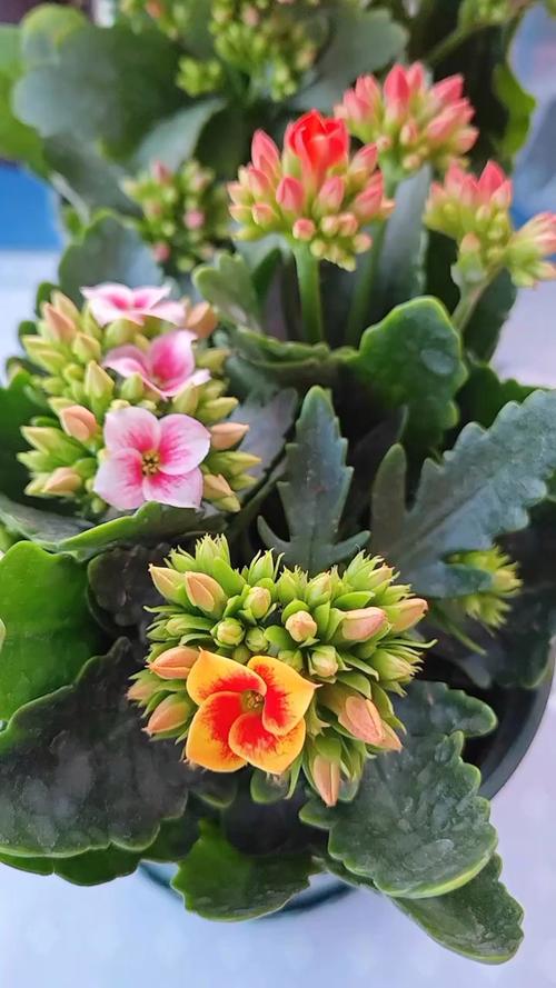 单层长寿花品种到底有多少种？-图3