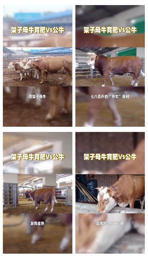 养牛技术教程全集视频,新手能学会吗?-图1 养牛技术教程全集视频,新手能学会吗?-图1