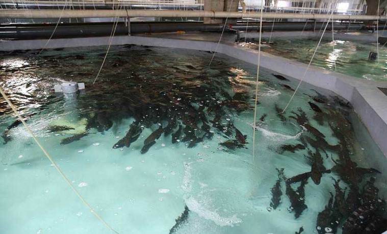 冬天室内水产养殖如何控温提效益?-图3 冬天室内水产养殖如何控温提效益?-图3