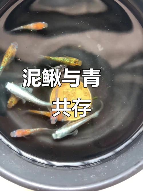 草鱼田螺泥鳅混养如何高效管理？-图2