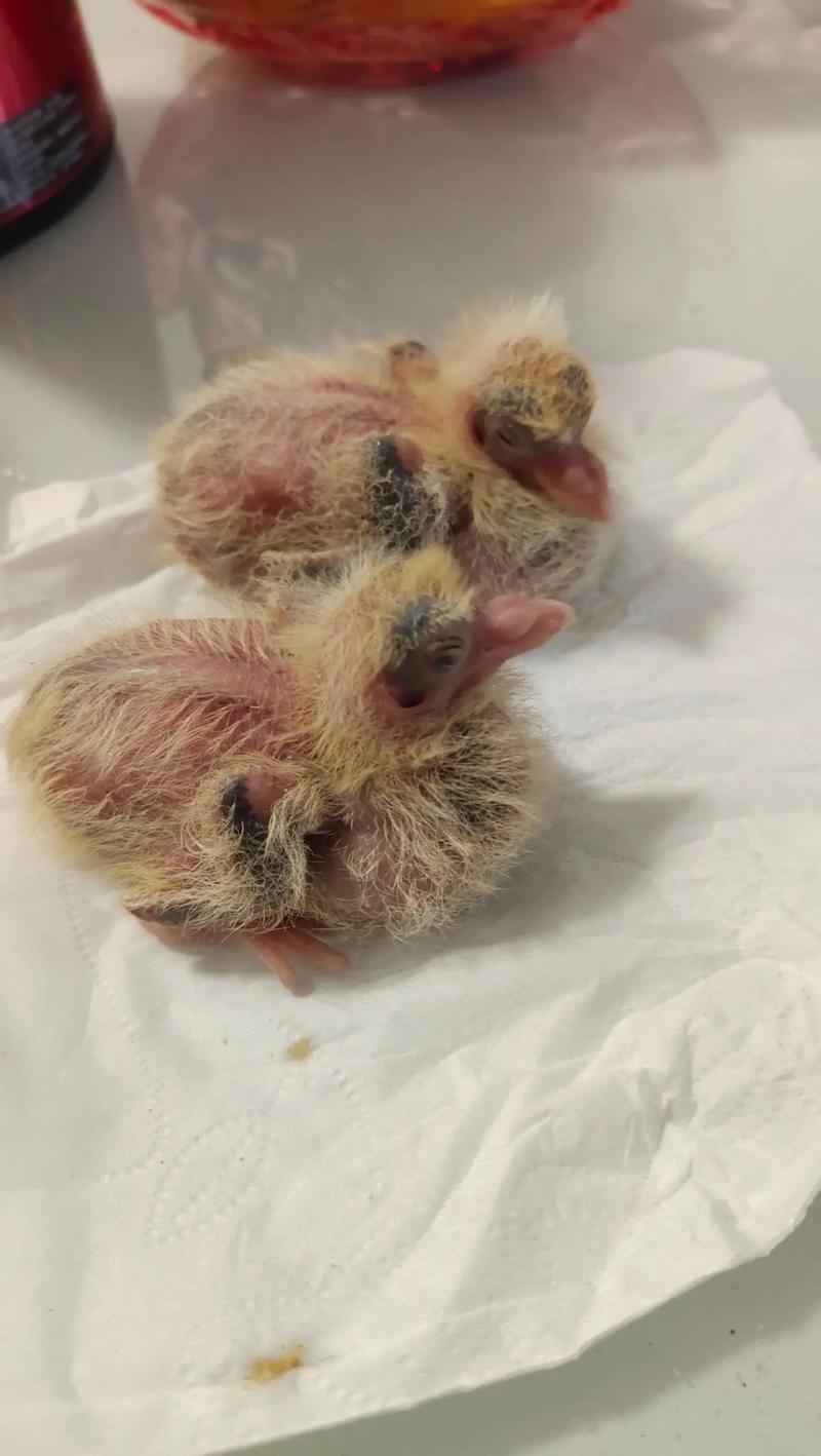 肉鸽人工喂养技术视频怎么操作？-图2