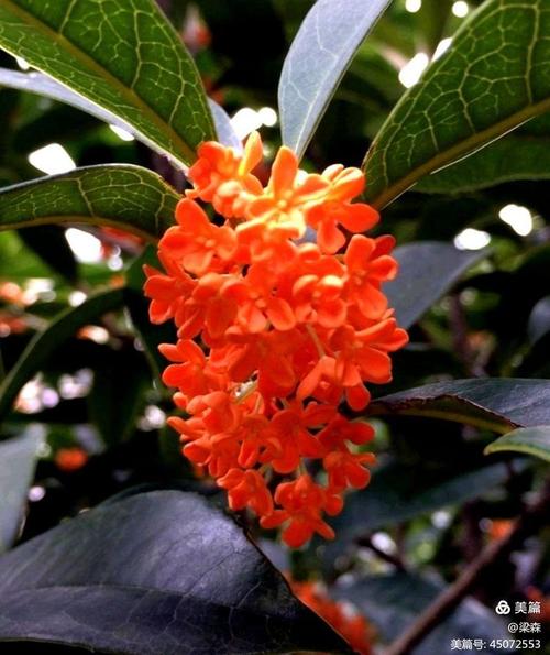 红色桂花是什么品种？-图1