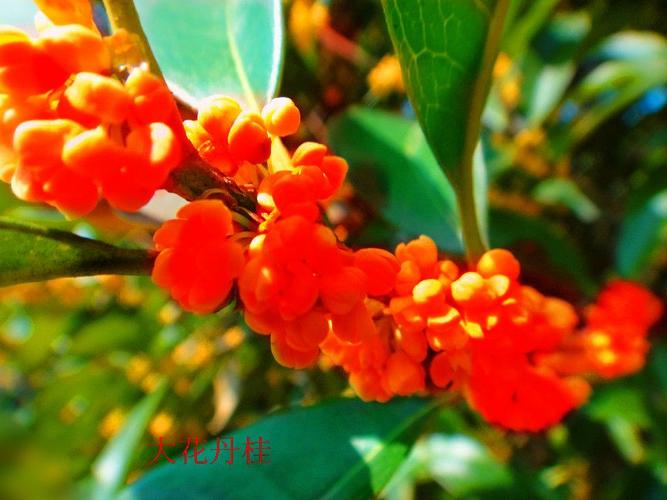 红色桂花是什么品种？-图2
