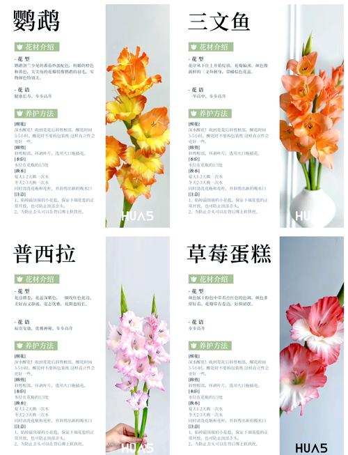 剑兰是兰花吗?还是只是名字像?-图1 剑兰是兰花吗?还是只是名字像?-图1