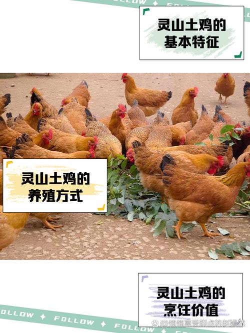 山鸡养殖技术视频有哪些要点？-图1