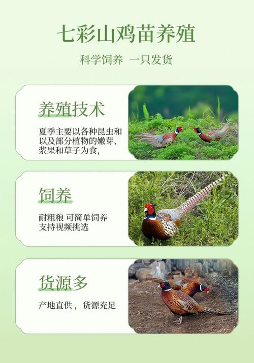 山鸡养殖技术视频有哪些要点？-图3