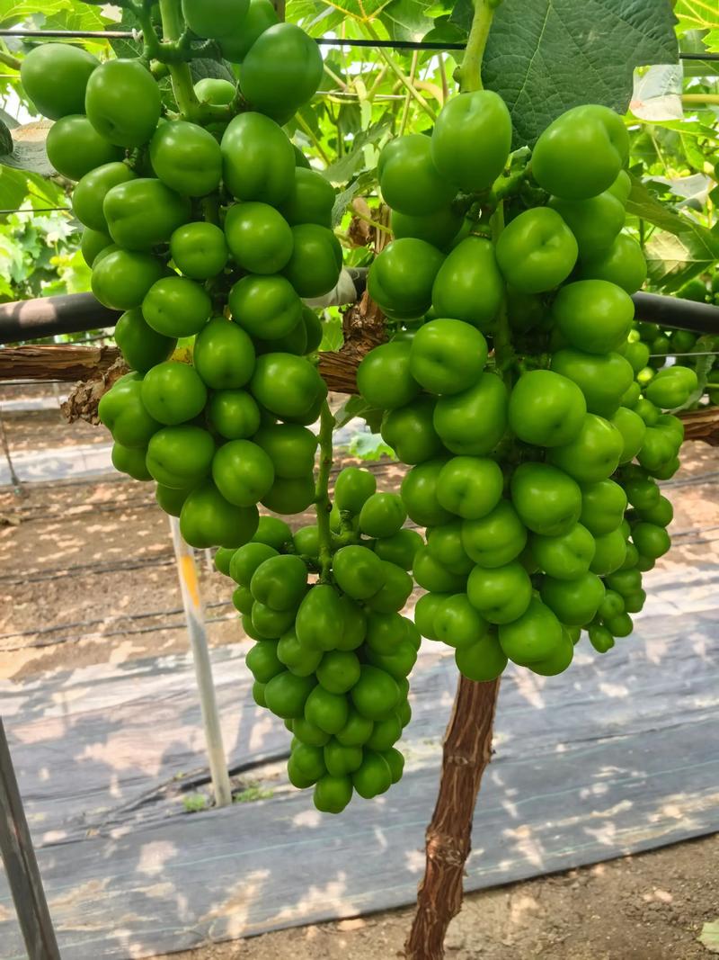 每日农经葡萄种植技术-图2