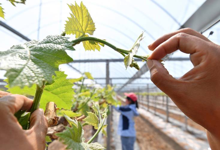 每日农经葡萄种植技术-图3