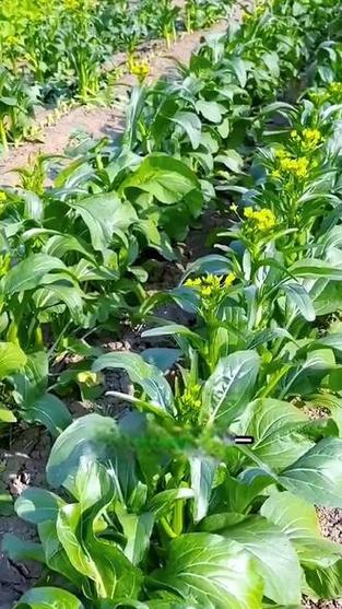 南方菜心种植技术视频-图2 南方菜心种植技术视频-图2