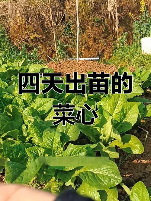 南方菜心种植技术视频-图3 南方菜心种植技术视频-图3