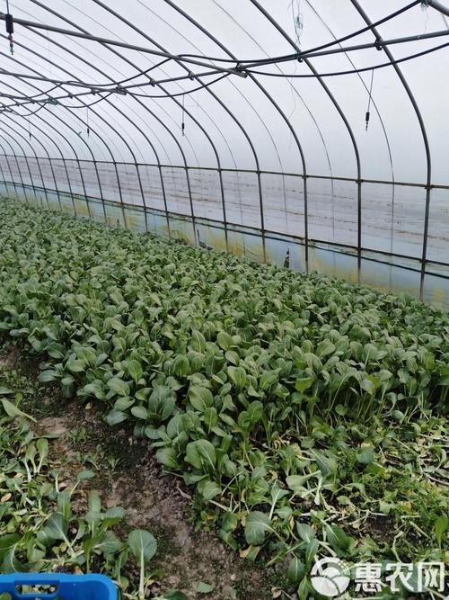 南方菜心种植技术视频-图1 南方菜心种植技术视频-图1