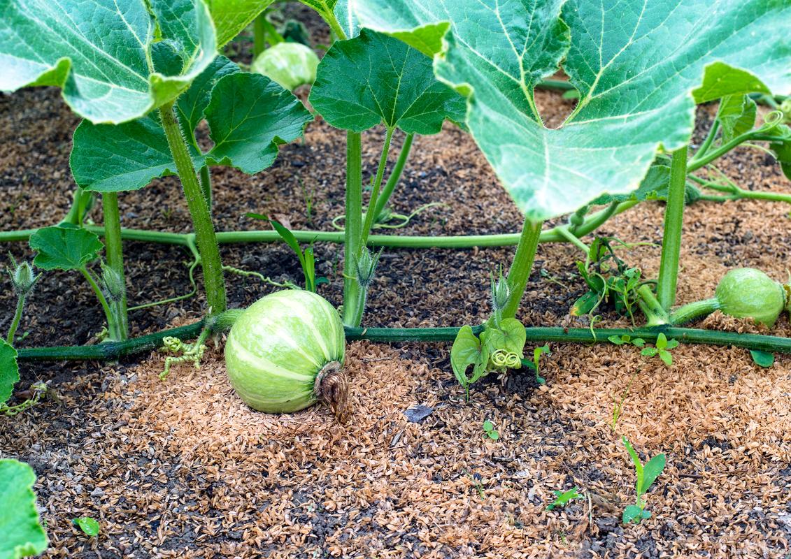 南瓜露地种植技术视频有哪些关键要点?-图3 南瓜露地种植技术视频有哪些关键要点?-图3