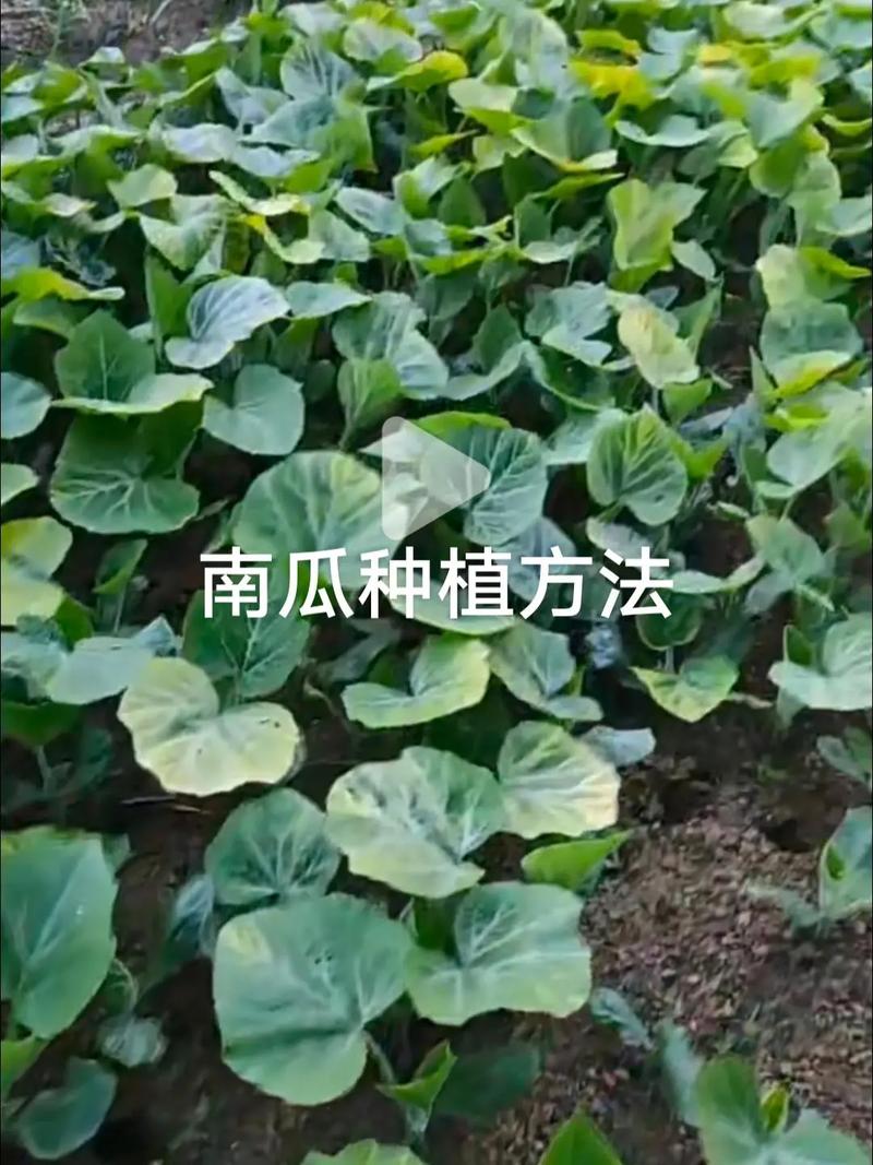 南瓜露地种植技术视频有哪些关键要点?-图2 南瓜露地种植技术视频有哪些关键要点?-图2