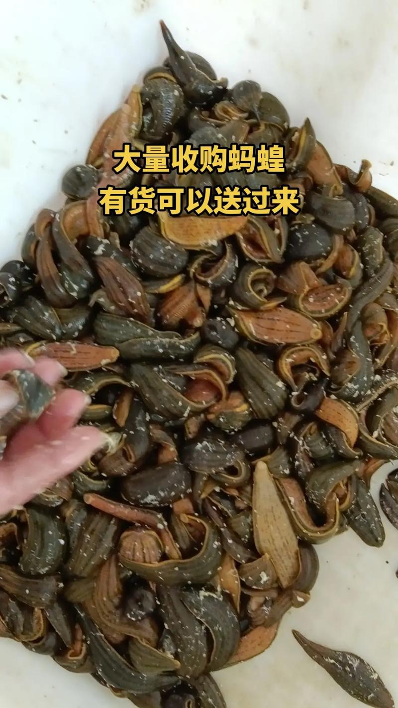 水蛭大量收购价多少？-图3