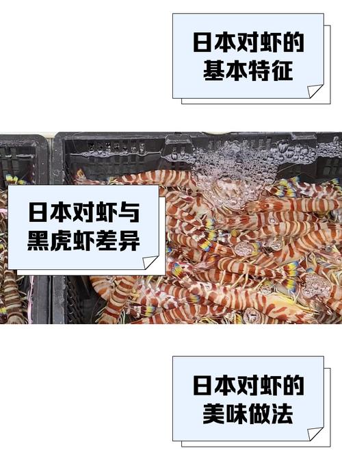 日本对虾室内养殖技术关键点有哪些？-图1
