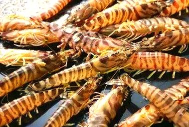 日本对虾室内养殖技术关键点有哪些？-图2