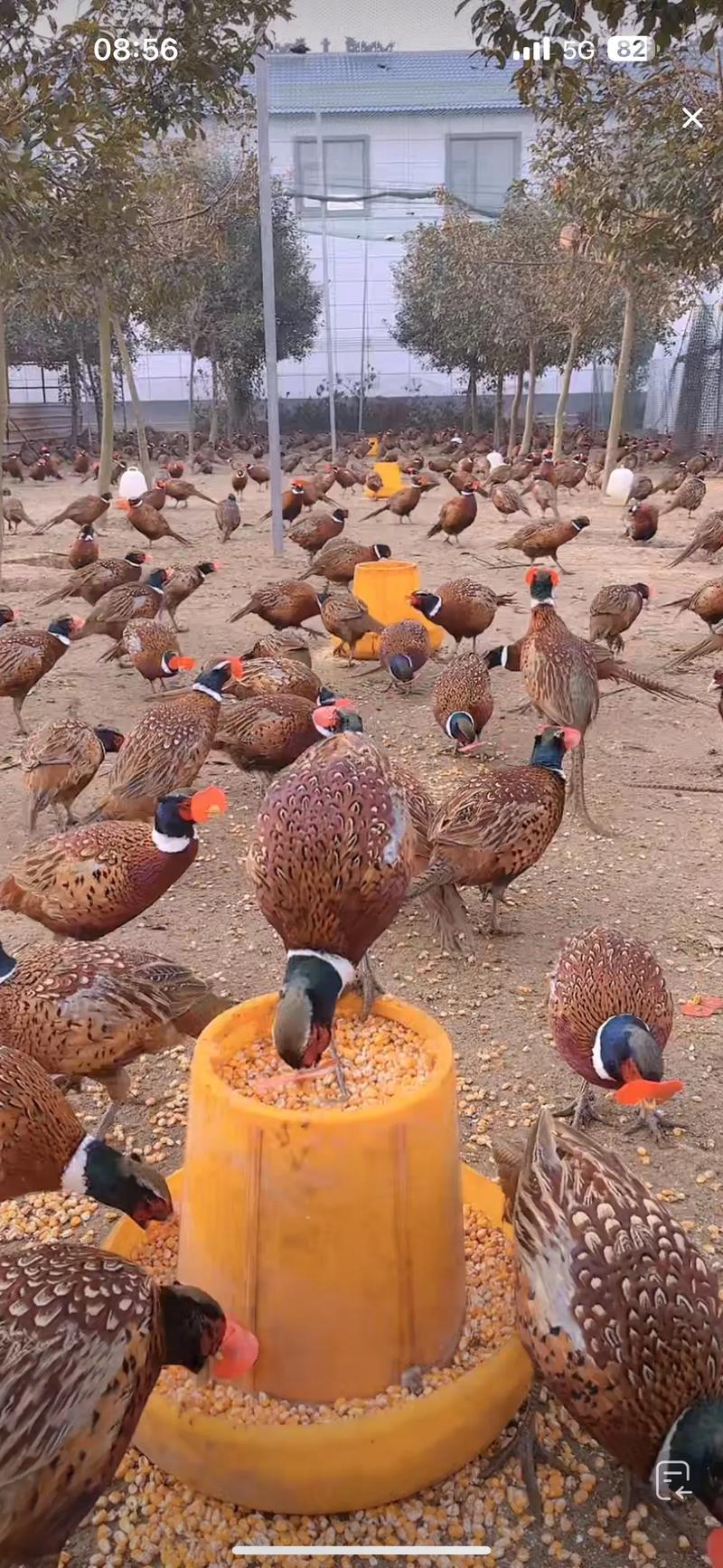 邯郸魏县山鸡养殖技术有哪些关键要点？-图1