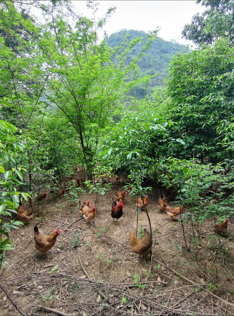 邯郸魏县山鸡养殖技术有哪些关键要点？-图2