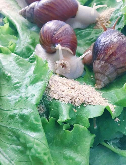 蜗牛种牛养殖技术视频怎么学？-图2