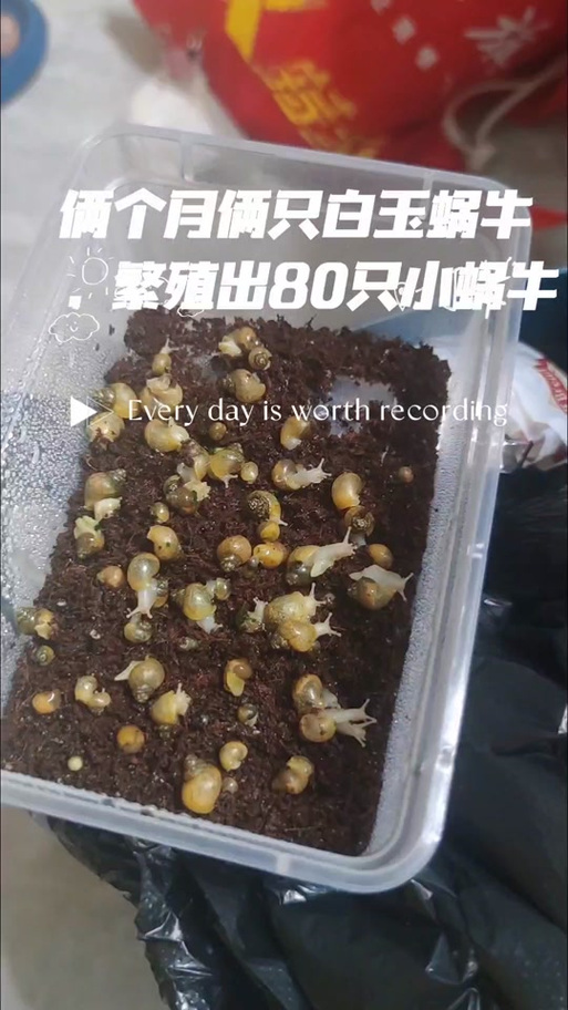 蜗牛种牛养殖技术视频怎么学？-图3