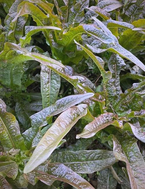 冬季蔬菜品种这么多，到底种哪种好？-图2