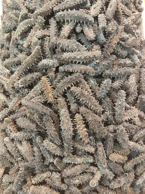 2025年海参苗价格会涨还是跌？-图3