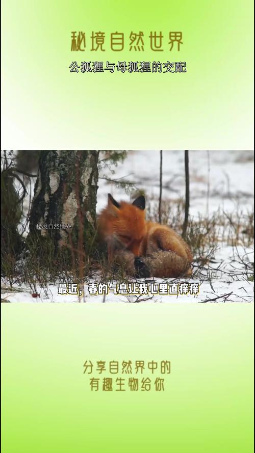 狐狸配种视频有哪些关键技术要点？-图1