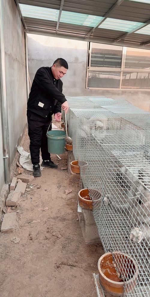 狐狸配种视频有哪些关键技术要点？-图2