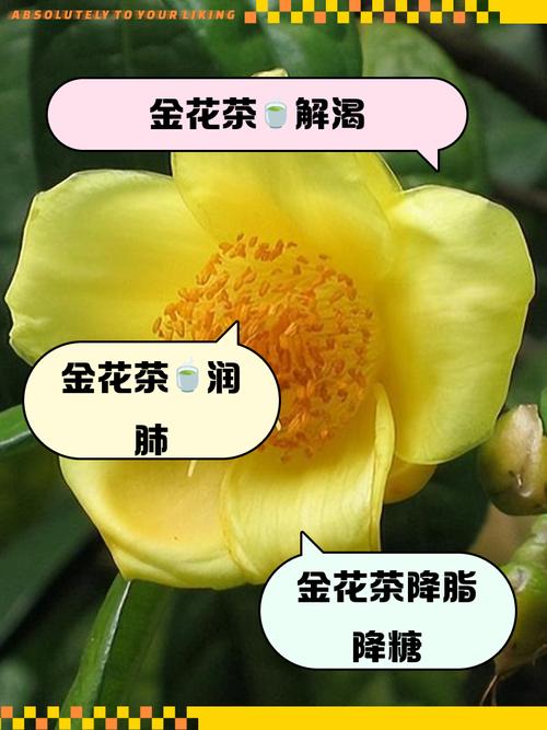 茶花品种金镶玉有何独特之处?-图1 茶花品种金镶玉有何独特之处?-图1