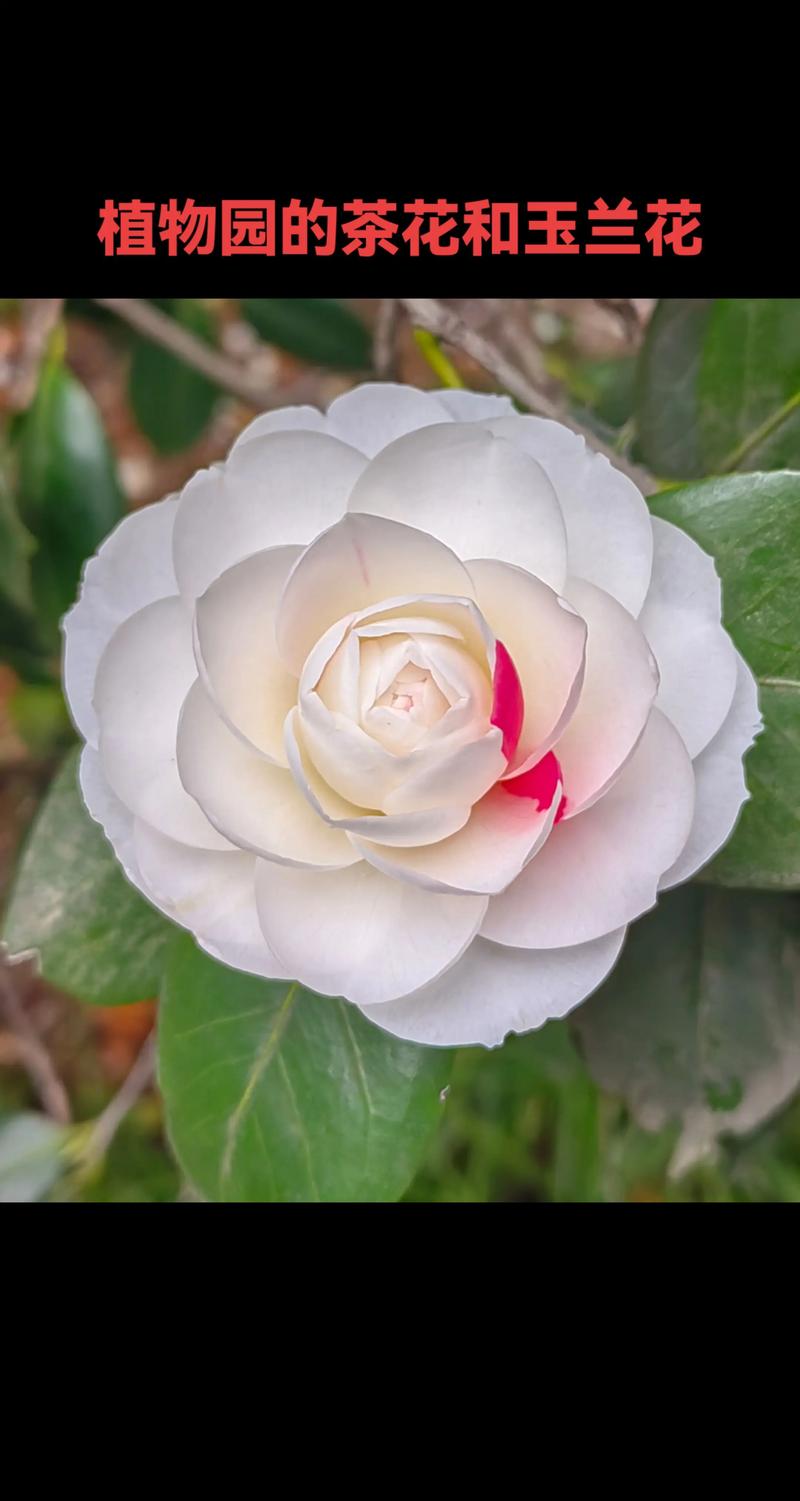 茶花品种金镶玉有何独特之处?-图2 茶花品种金镶玉有何独特之处?-图2