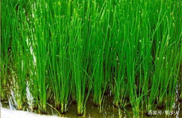 马蹄种植技术有哪些关键要点?-图1 马蹄种植技术有哪些关键要点?-图1