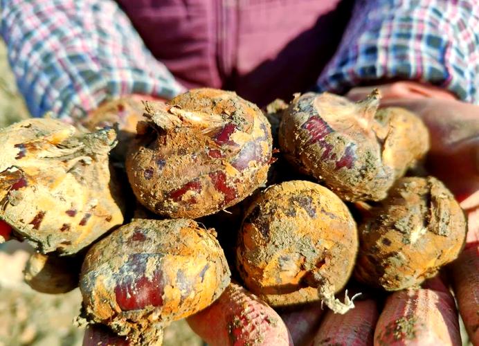 马蹄种植技术有哪些关键要点?-图2 马蹄种植技术有哪些关键要点?-图2