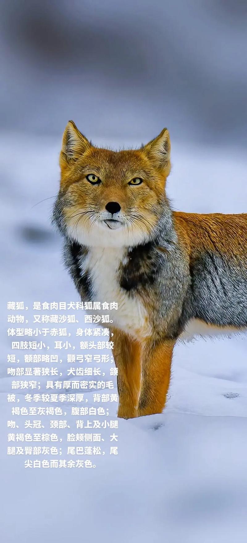 哪个品种的狐狸最温顺-图2