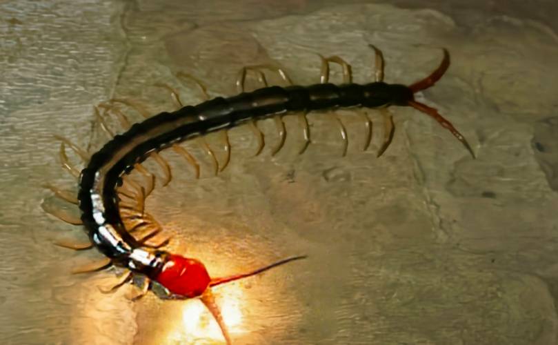 蜈蚣养殖技术价格范围-图2