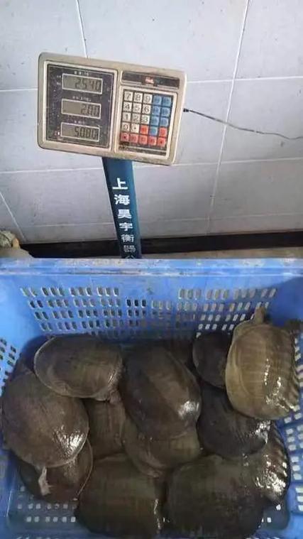 杭州水产甲鱼价格今年为何波动?-图1 杭州水产甲鱼价格今年为何波动?-图1