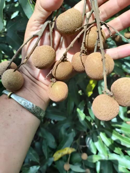 龙眼早熟品种有哪些？-图1