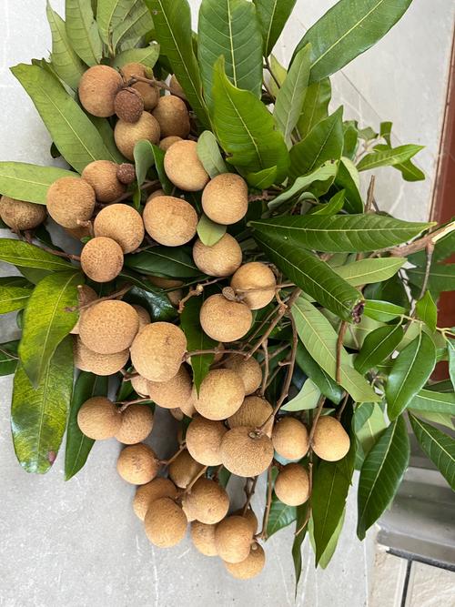 龙眼早熟品种有哪些？-图3