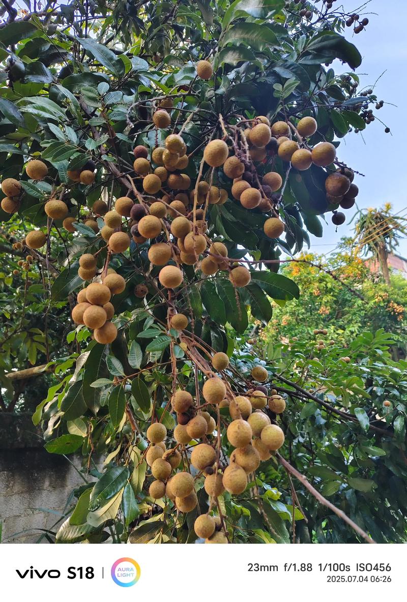 龙眼早熟品种有哪些？-图2