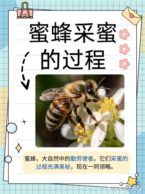 夏季蜜蜂如何复壮技术-图2