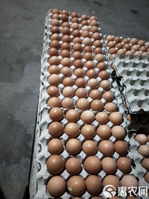 817鸡苗是哪个品种?-图1 817鸡苗是哪个品种?-图1