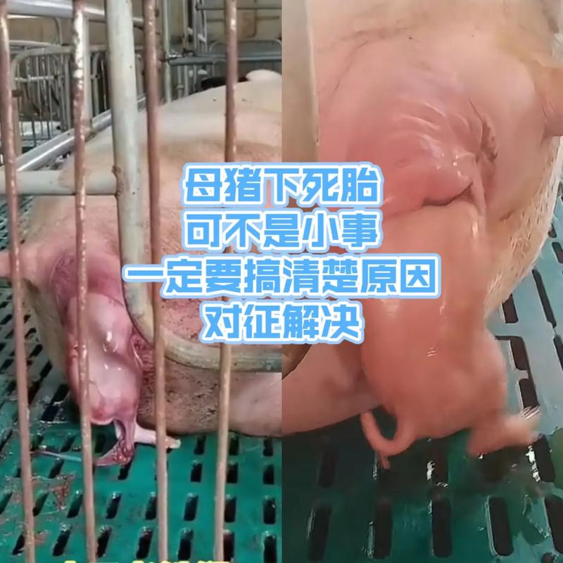 母猪妊娠前期管理技术有哪些要点？-图3