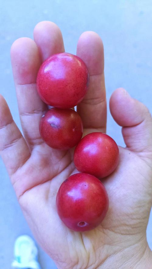 小个李子有哪些品种？-图1