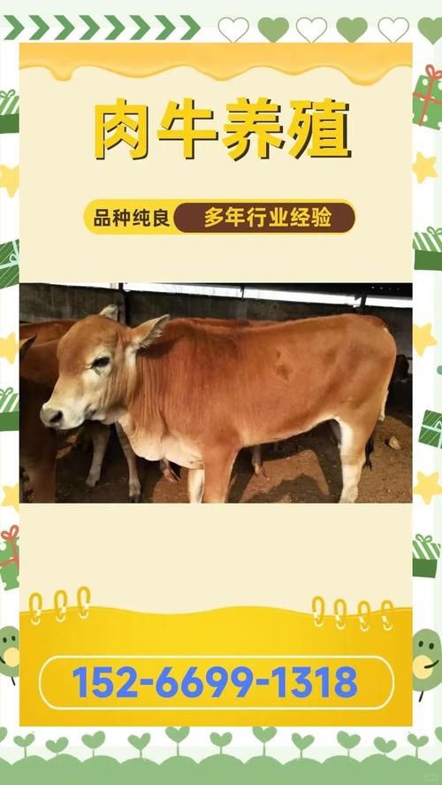 西门塔尔种牛价格受哪些因素影响?-图1 西门塔尔种牛价格受哪些因素影响?-图1