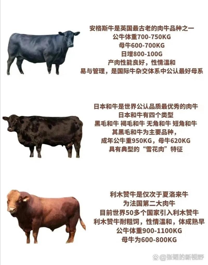 西门塔尔种牛价格受哪些因素影响?-图3 西门塔尔种牛价格受哪些因素影响?-图3