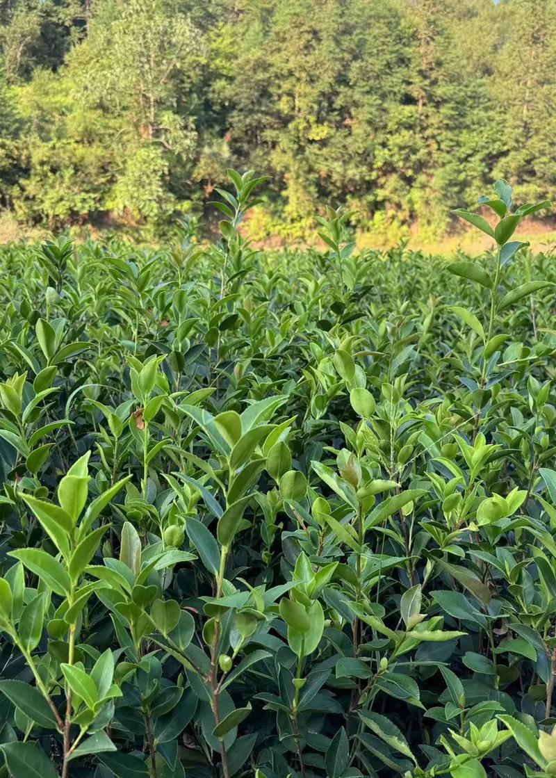 春季油茶种植怎么管理?-图1 春季油茶种植怎么管理?-图1