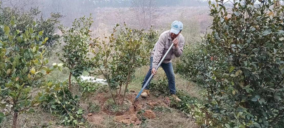 春季油茶种植怎么管理?-图3 春季油茶种植怎么管理?-图3